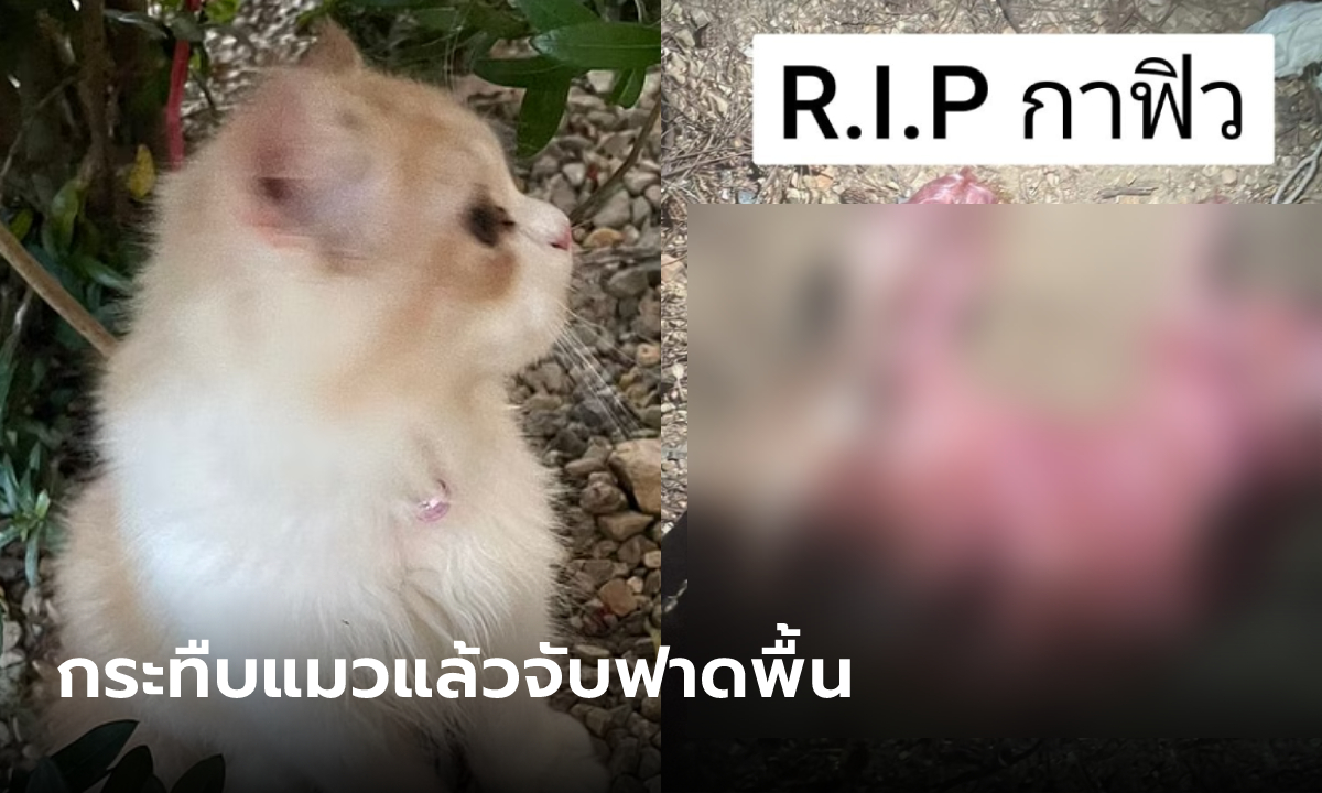 หญิงเพื่อนบ้านสารภาพ กระทืบลูกแมวอายุ 5 เดือน จับฟาดพื้นจนตาย อ้างแมวฉี่ใส่พรม